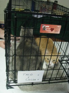 adopt21 Photo of two recently adopted cats.