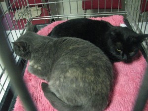 adopt13 Dale and Adrianna