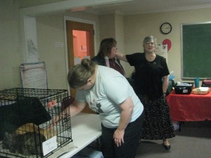 adopt16 Cat adoption photo.