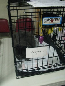 adopt20 Fluffy